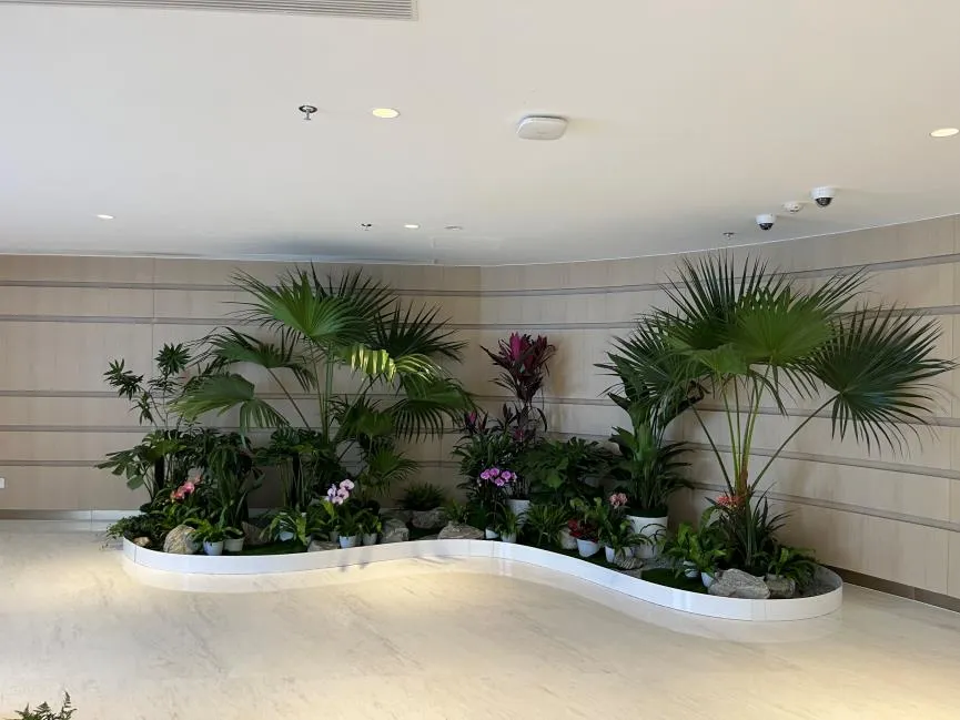 别错过！镇海绿植出租，服务出色点亮空间！